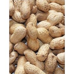 Organic Roasted Peanuts in Shell