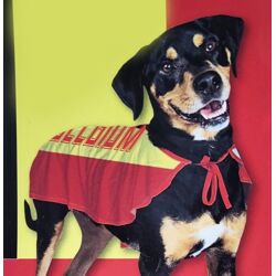 Haustierprodukte - Hundekostüme Belgien Größe S und M