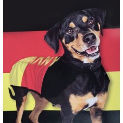 Haustierprodukte - Hundekostüme Deutschland Größe S und M
