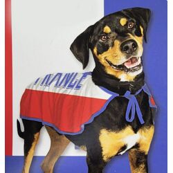 Haustierprodukte - Hundekostüme Frankreich Größe S und M