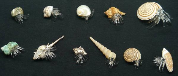 Glas Krebs in echter Muschel Strandgefühl 36 Stück gemischt