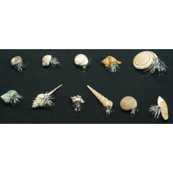 Glas Krebs in echter Muschel Strandgefühl 36 Stück gemischt