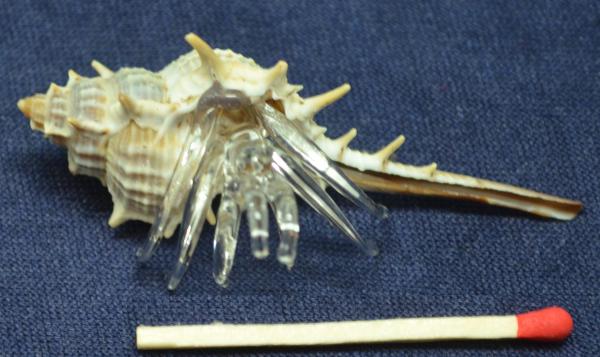 Glas Krebs in echter Muschel Strandgefühl 36 Stück gemischt