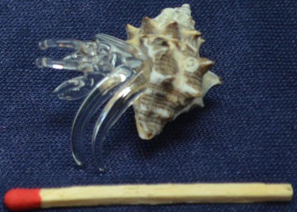 Glas Krebs in echter Muschel Strandgefühl 36 Stück gemischt