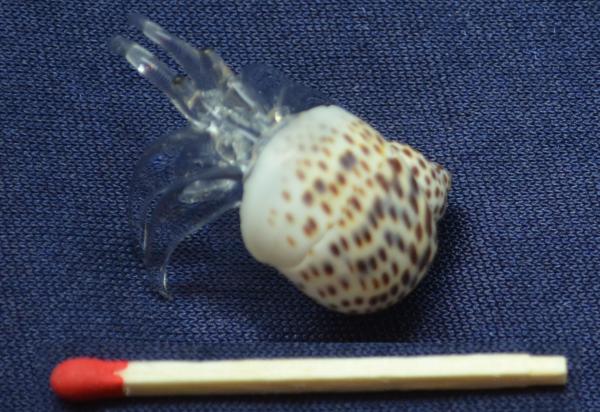 Glas Krebs in echter Muschel Strandgefühl 36 Stück gemischt