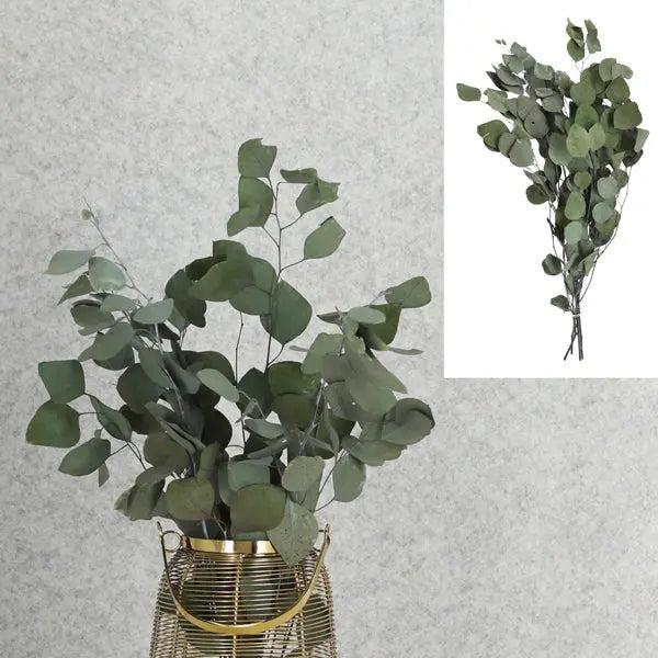 Aromatische Eukalyptuszweige 65-75 cm - Dekorative Naturzweige