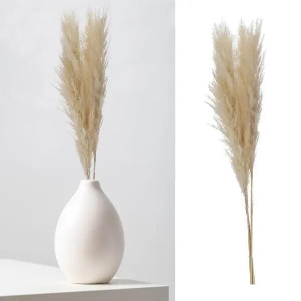 Edles Cremefarbenes Pampasgras - 3 Stiele, L&auml;nge 100-115cm