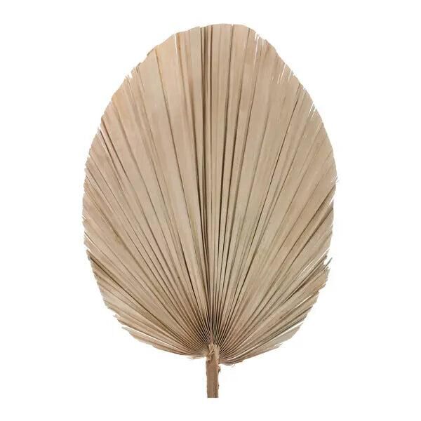 Exotisches Getrocknetes Palmblatt - Oval, Durchmesser 30-40cm, L&auml;nge 60cm