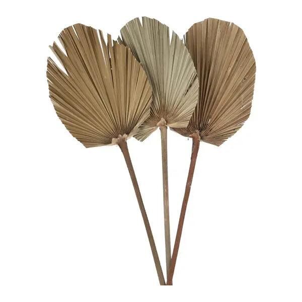 Exotisches Palmblatt: 3er Bundle, Oval, Getrocknete Bl&auml;tter, L - Ca. 50-60cm L&auml;nge
