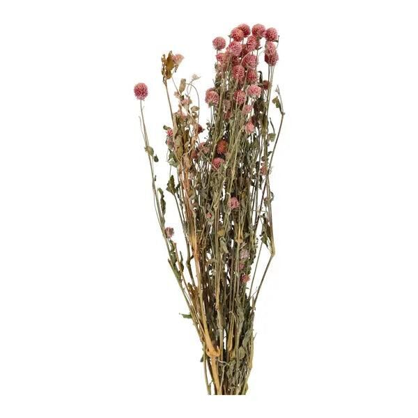 Naturlila Globe Amaranth Bundle: Ca. 100g, 70cmL - Getrocknete Blumen, Florale Dekoration