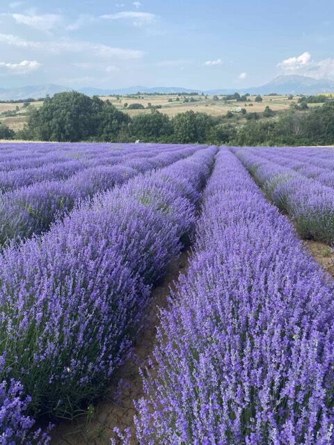 Ätherisches Lavendel-Öl BIO