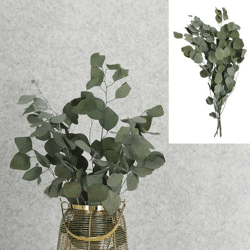 Aromatische Eukalyptuszweige 65-75 cm - Dekorative Naturzweige