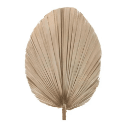 Exotisches Getrocknetes Palmblatt - Oval, Durchmesser 30-40cm, Länge 60cm