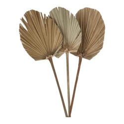 Exotisches Palmblatt: 3er Bundle, Oval, Getrocknete Blätter, L - Ca. 50-60cm Länge