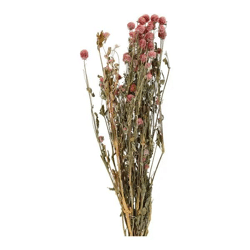 Naturlila Globe Amaranth Bundle: Ca. 100g, 70cmL - Getrocknete Blumen, Florale Dekoration