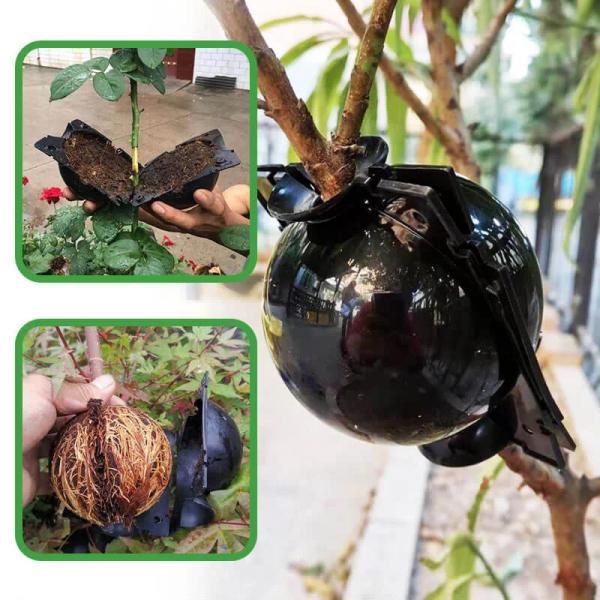 Pflanzenklonierungshülsen ReproRoot