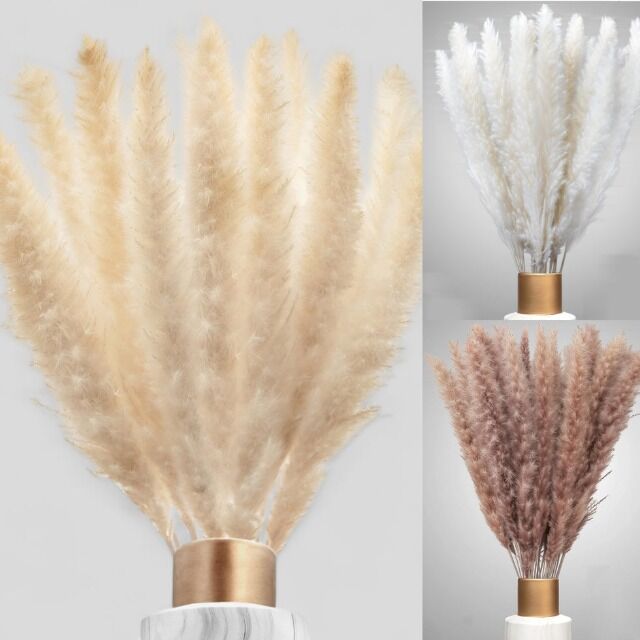 100% Natürliches Pampasgras Dekogras beige cremeweiß 150Stk Perfekt für TikTok Shop Ware