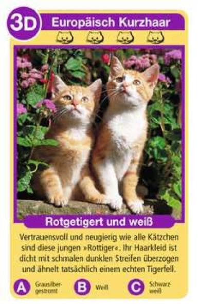 Tier-Quartett - Katzen
