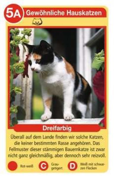 Tier-Quartett - Katzen