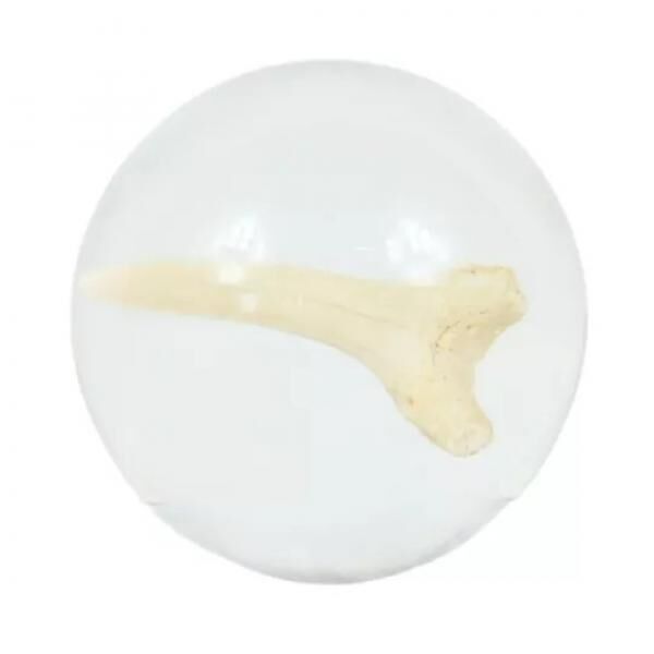 Haifischzahn in transparenter Kugel 4,5 cm