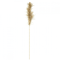 Parlane Pampasgras natur 120 cm