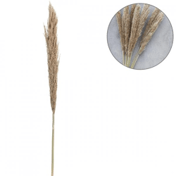 Drying branch Pampas natural 135 cm