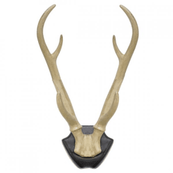Wall decoration deer antlers on plate 34.5 cm