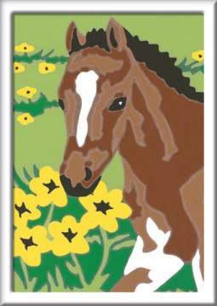 Fohlen - Malen nach Zahlen