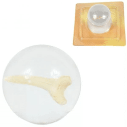 Haifischzahn in transparenter Kugel 4,5 cm