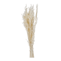 Oats Avena bunch, cream, approx. 100g, 75cmL