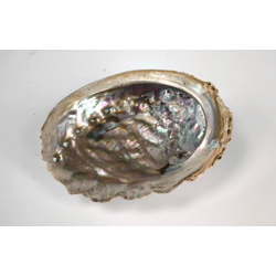 Sonderposten: Premium Abalone-Muscheln XXL – Ideal als Räucherschalen & Deko