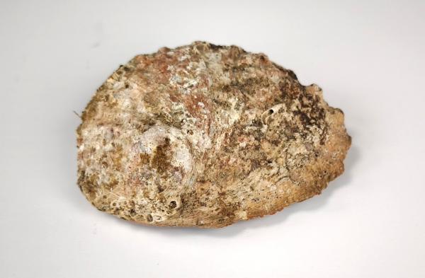 Sonderposten: Premium Abalone-Muscheln XXL – Ideal als Räucherschalen & Deko