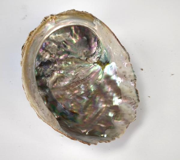 Sonderposten: Premium Abalone-Muscheln XXL – Ideal als Räucherschalen & Deko