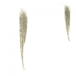 Bundle of dried chili grass white 85-95 cm