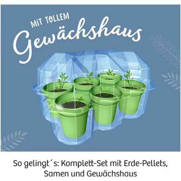 Kosmos 657802 - Mimosen Garten