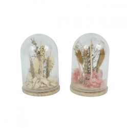 Dry flowers in bell white/pink 16 cm 2 assorted