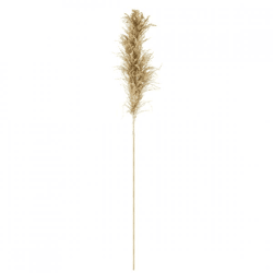 Parlane Pampasgras natur 120 cm