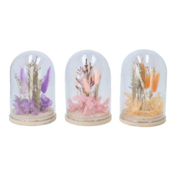 Dry flowers in bell jar 16 cm 3 assorted