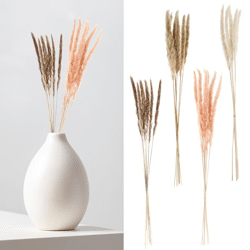 Pampas grass, Style 1, 4/s, bunch of 6, ca.65-75cmL