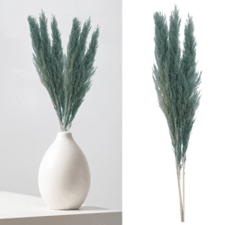 Pampas grass, blue, bunch of 3, ca.100-115cmL