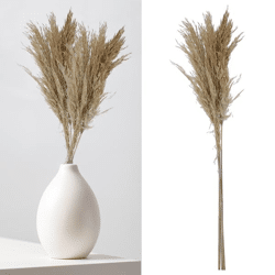 Pampas grass, cream, bunch of 3, ca.90-100cmL