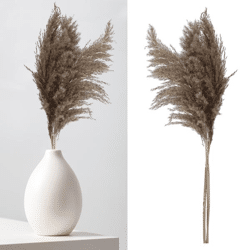 Pampas grass, natural, bunch of 3, approx. 90-100cmL