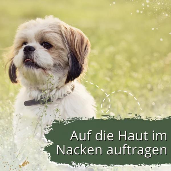 5 x 1 ml IPERON® SPOT-ON kleine Hunde