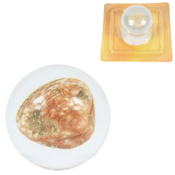 Shell in transparent sphere 4.5 cm