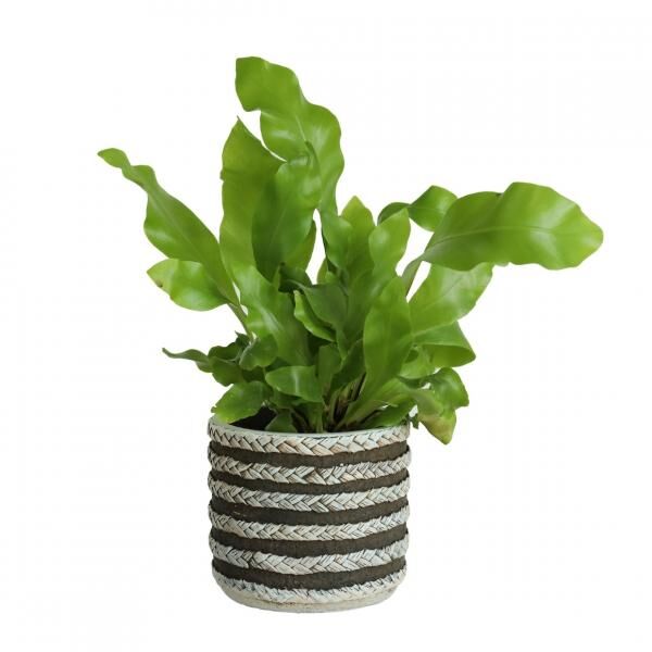 Flower pot series Raf gray 8.5 cm