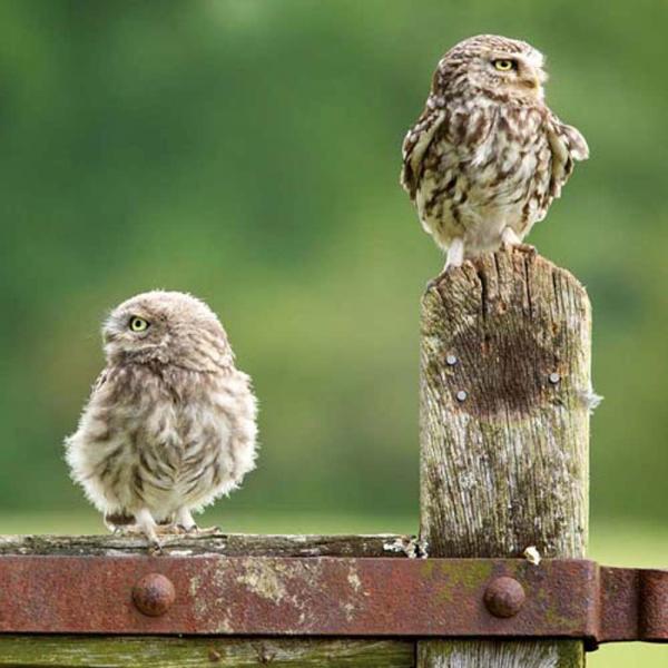 Brosch&uuml;renkalender 2026 "Tierbabys"