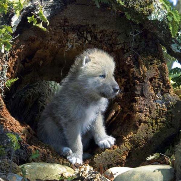 Brosch&uuml;renkalender 2026 "Tierbabys"