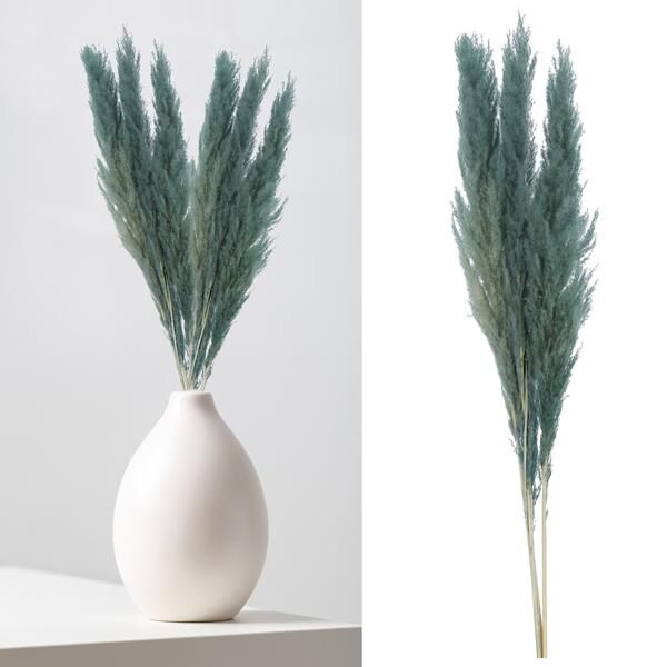 Pampas grass, blue, bunch of 3, ca.100-115cmL