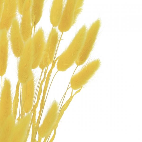 Drying branches Lagurus yellow 75 cm