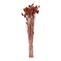 Phalaris bunch, brown, approx. 100g, 75cml